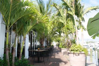 Waterfront restaurant seating with palm trees