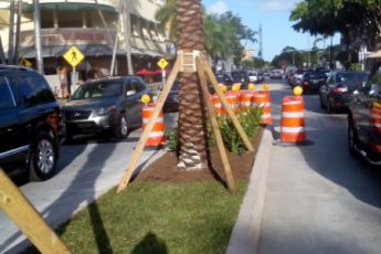 median with palm trees