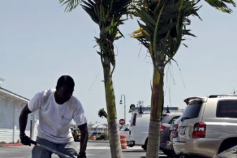 guy putting dirt around a palm tree