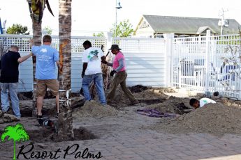men putting up palm trees