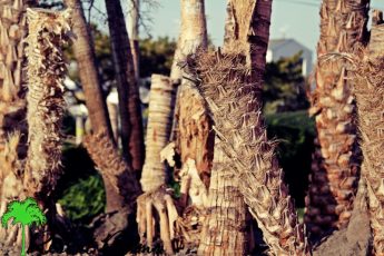 chopped palm tree trunks