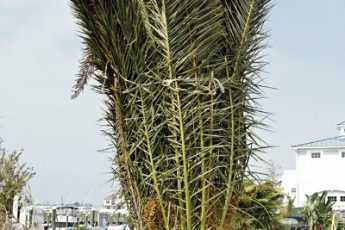 palm tree tied up