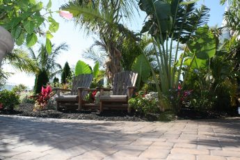 Palm trees & tropical plants by seating