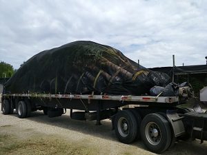 Shipment Of Palms